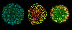 Corning Tissue Clearing reagent for spheroid and organoid imaging